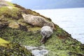 Visit Vancouver and see cute baby Sea-Lions and adorable seals sleeping on the beach Royalty Free Stock Photo