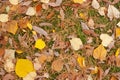 Yellow fallen leaves and tree debris on green grass