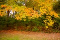 Vibrant, fall color leaves and trees horizontal Royalty Free Stock Photo