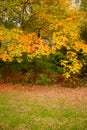 Vibrant, fall color leaves and trees vertical Royalty Free Stock Photo