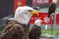 Famous eagles at FC Benfica stadium. Lisboa, Portugal