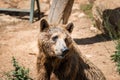 Visiting Jerusalem Biblical Zoo Royalty Free Stock Photo