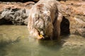 Visiting Jerusalem Biblical Zoo Royalty Free Stock Photo