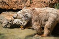 Visiting Jerusalem Biblical Zoo Royalty Free Stock Photo