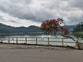 visiting lake with red flower blooms