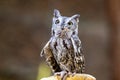 Visiting a little screech owl Royalty Free Stock Photo