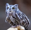 Visiting a little screech owl Royalty Free Stock Photo