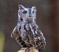 Visiting a little screech owl Royalty Free Stock Photo