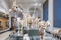 visiting the museum of the county in Darmstadt, Germany. The Museum shows a variety of objects from greek objekts to askeleton of