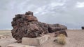 Petrified Forest National Park - Petrified wood