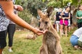 A visitor feeds a kangaroo from his hand in Gan Guru kangaroo park in Kibutz Nir David in the north of Israel