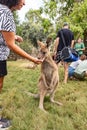 A visitor feeds a kangaroo from his hand in Gan Guru kangaroo park in Kibutz Nir David in the north of Israel