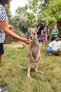 A visitor feeds a kangaroo from his hand in Gan Guru kangaroo park in Kibutz Nir David in the north of Israel