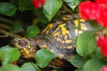 Ornate Box turtle in a flower bed Royalty Free Stock Photo