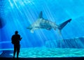 A visitor is looking at a huge shark in his own tank in the local Aquarium - blue environment. Attack, animal.