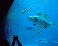 Visitor makes picture of Giant Grouper