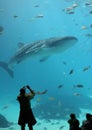 A visitor photographs a whale shark at the Georgia Aquarium.