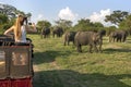 A visitor to Minneriya National Park in Sri Lanka takes a photo of a herd of wild elephants from the back of a safari jeep.