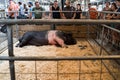 Visitors admire the Largest Boar on display in a pig pen at the Minnesota State Fair