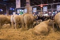 Close up of a cow at the Salon the l`Agriculture agricultural show in Paris, France Royalty Free Stock Photo