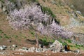 Visitors and Amazing Blooming white Flowers with blue sky in Spring