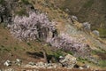 Visitors and Amazing Blooming white and pink Flowers with blue sky in Spring