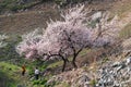 Visitors andAmazing Blooming white Flowers with blue sky in Spring