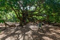 Angel Oak Tree with Warning Signs