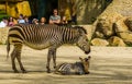 Visitors of the antwerp animal zoo watching a hartmann`s mountain zebra with foal, Antwerpen, Belgium, april 23, 2019