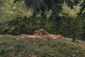 Visitors at Cologne Zoo observing various animals including cheetahs