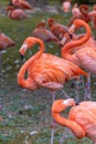 Visitors at Cologne Zoo observing various animals including flamingos