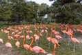 Visitors at Cologne Zoo observing various animals including flamingos