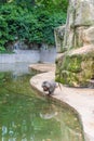 Visitors at Cologne Zoo observing various animals including hamadryas baboons