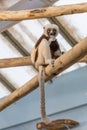 Visitors at Cologne Zoo observing various animals including lemurs