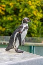 Visitors at Cologne Zoo observing various animals including penguins