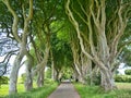 Visitors at the Dark Hedges tourist attraction in County Antrim, Northern Ireland - an avenue of beech trees along Bregagh Road