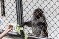 Visitors feed monkeys in a monkey house in Sukhumi, Abkhazia