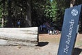 Visitors at redwoods forest forests New Zealand