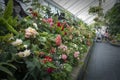 Visitors inspecting Begonia plants grown at Begonia House in Wellington, New Zealand