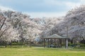 Visitors in Kajo castle park (Yamagata castle site park).