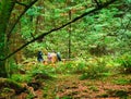 Visitors in Muir Woods