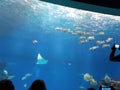 Visitors in the Shark Pool of Coral World Underwater Observatory aquarium