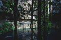 Visitors sitting and swimming at Oxman cenote with blue water and tropical plants in the cave, Yucatan, Mexico