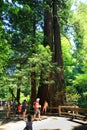 Visitors to Muir Woods National Monument Royalty Free Stock Photo