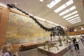 Visitors to the Palentology Museum look at dinosaur skeletons