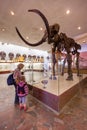 Visitors to the Palentology Museum look at mammoth skeleton