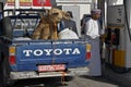 Man filling tank at gas station in Oman with camel in truck Royalty Free Stock Photo