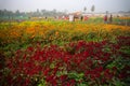 Visitors in vast field of Plumed Cockscomb flower