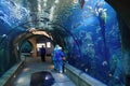 Visitors watch sharks and other fish in a walkthrough tunnel