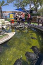 Visitors watching turtles pond Marineland Royalty Free Stock Photo